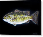 Load image into Gallery viewer, All About That Bass - Acrylic Print

