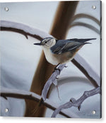 Load image into Gallery viewer, Nuthatch - Acrylic Print
